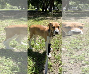 Beagle-Unknown Mix Dogs for adoption in NYC, NY, USA