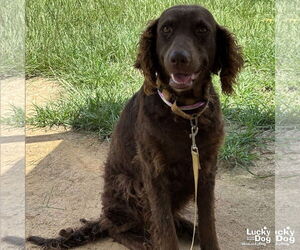 Mutt Dogs for adoption in Washington, DC, USA