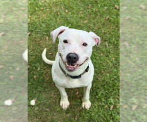 Labrador Retriever Dogs for adoption in Sugar Land, TX, USA