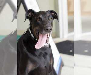 Doberman Pinscher-Great Dane Mix Dogs for adoption in Durham, NC, USA