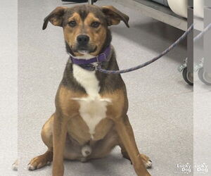 Basset Hound-Retriever Mix Dogs for adoption in Washington, DC, USA