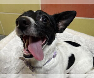 Chihuahua Dogs for adoption in Redwood City, CA, USA
