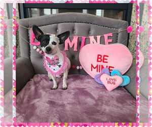 Chiweenie Dogs for adoption in Princeton, MN, USA