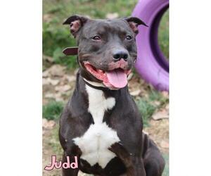 - Mix Dogs for adoption in Mason, MI, USA