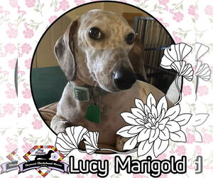 Dachshund-Unknown Mix Dogs for adoption in San Antonio, TX, USA