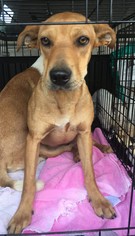 Bogle Dogs for adoption in Fredericksburg, VA, USA