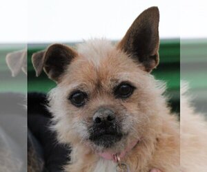 Border Terrier-Unknown Mix Dogs for adoption in Georgetown, CO, USA