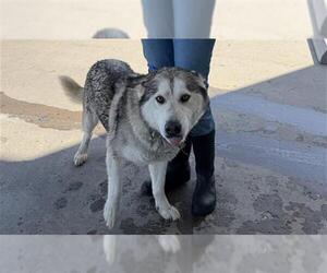 Alaskan Malamute Dogs for adoption in Bakersfield, CA, USA