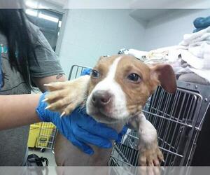 American Pit Bull Terrier Dogs for adoption in Oklahoma City, OK, USA