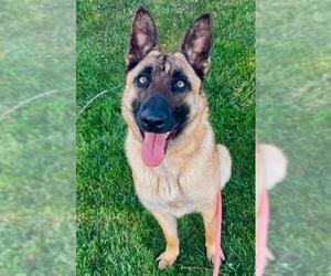 Mutt Dogs for adoption in Sacramento, CA, USA
