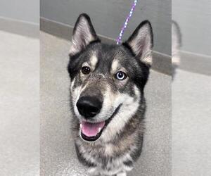 Siberian Husky-Unknown Mix Dogs for adoption in Las Vegas, NV, USA
