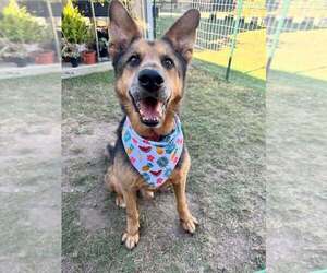 Mutt Dogs for adoption in W Hollywood, CA, USA