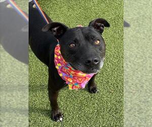 American Pit Bull Terrier Dogs for adoption in Fayetteville, NC, USA