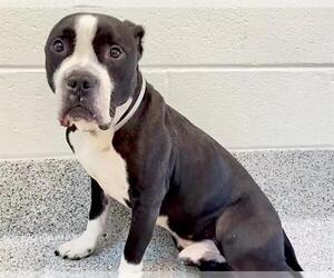 American Pit Bull Terrier-Unknown Mix Dogs for adoption in Houston, TX, USA