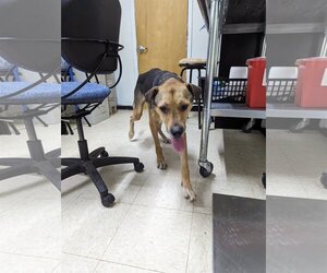 Shepweiller Dogs for adoption in Franklin, North Carolina, NC, USA