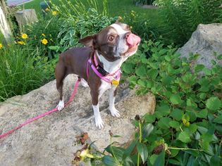 Boston Terrier Dogs for adoption in Mankato, MN, USA
