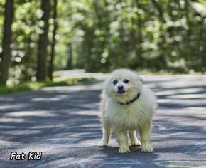 Pomeranian Dogs for adoption in Mt Carmel, PA, USA