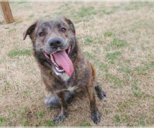 Dutch Shepherd -Unknown Mix Dogs for adoption in Irving, TX, USA