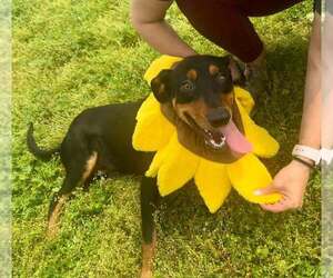 Mutt Dogs for adoption in Abbeville, LA, USA
