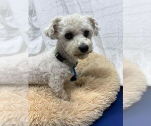 Bichon Frise Dogs for adoption in Mukwonago, WI, USA