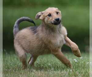 German Shepherd Dog-Retriever  Mix Dogs for adoption in Mechanicsburg, PA, USA