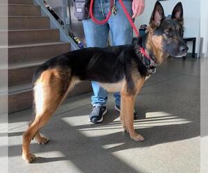 German Shepherd Dog Dogs for adoption in Berkeley , CA, USA