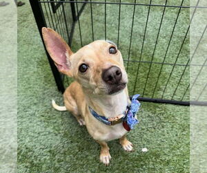 Chihuahua-Unknown Mix Dogs for adoption in Tempe , AZ, USA