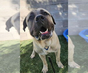 Mutt Dogs for adoption in Lakewood, CO, USA