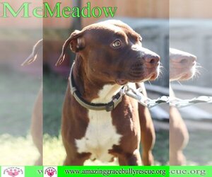 American Staffordshire Terrier-Chocolate Labrador retriever Mix Dogs for adoption in Pensacola, FL, USA