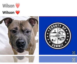 American Staffordshire Terrier-Unknown Mix Dogs for adoption in Akron, OH, USA