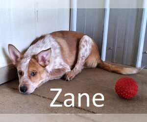 Red Heeler-Unknown Mix Dogs for adoption in Mountain View, AR, USA