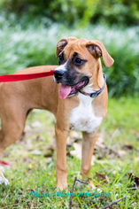 Boxer Dogs for adoption in north little rock, AR, USA