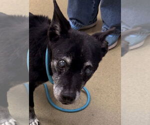 Boston Terrier Dogs for adoption in Petaluma, CA, USA