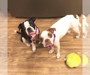 Buggs Dogs for adoption in Dahlgren, VA, USA