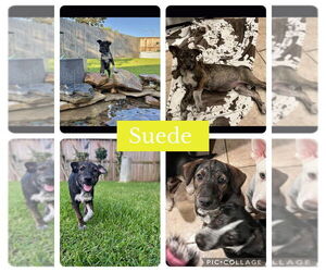 Great Pyrenees-Unknown Mix Dogs for adoption in Dumont, NJ, USA