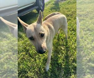 German Shepherd Dog-Unknown Mix Dogs for adoption in Houston, TX, USA