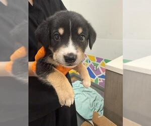 German Shepherd Dog Dogs for adoption in Baytown, TX, USA
