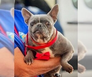 French Bulldog Dogs for adoption in Frisco, CO, USA