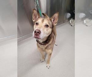 German Shepherd Dog-Huskies  Mix Dogs for adoption in Fairbanks, AK, USA