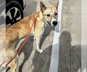 German Shepherd Dog-Unknown Mix Dogs for adoption in Houston, TX, USA