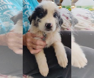 Australian Shepherd-Collie Mix Dogs for adoption in Scottsboro, AL, USA