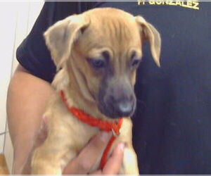 Chihuahua Dogs for adoption in Sacramento, CA, USA