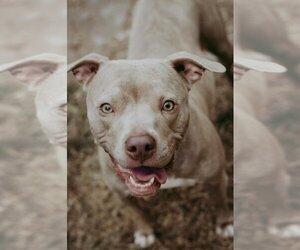 American Pit Bull Terrier-Greyhound Mix Dogs for adoption in Topeka, KS, USA