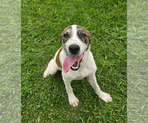 Anatolian Pyrenees Dogs for adoption in Oakhurst, NJ, USA