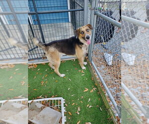 Siberian Husky-Unknown Mix Dogs for adoption in Elmsford, NY, USA