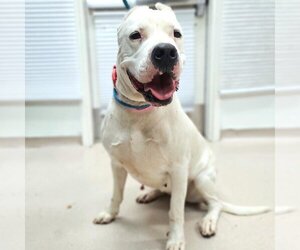 Dogo Argentino Dogs for adoption in Long Beach, CA, USA