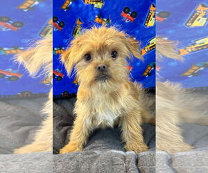 Japanese Chin-Unknown Mix Dogs for adoption in Bon Carbo, CO, USA