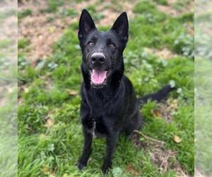 German Shepherd Dog-Unknown Mix Dogs for adoption in Modesto, CA, USA