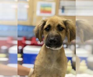 German Shepherd Dog-Unknown Mix Dogs for adoption in Riverside, CA, USA