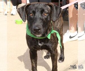 Labrador Retriever-Unknown Mix Dogs for adoption in Washington, DC, USA